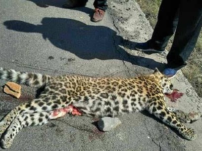 金钱豹怎么样？从神秘猎手到生态晴雨表的生存智慧