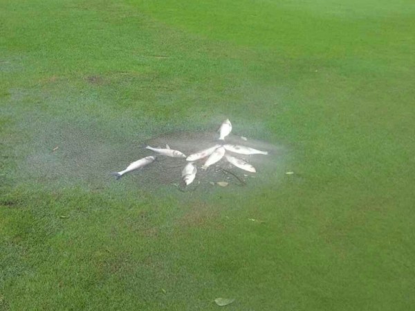 暴雨侵袭深圳高尔夫球场变汪洋 顽强球友积水挥杆鱼跃草坪